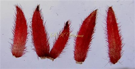 Calyx